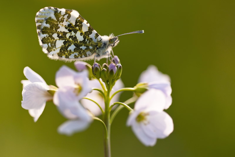 Orange Tip butterfly {Anthocharis cardamines} (female) resting on Cuckooflower {Cardamine pratensis}, north Devon, UK. April 2011.