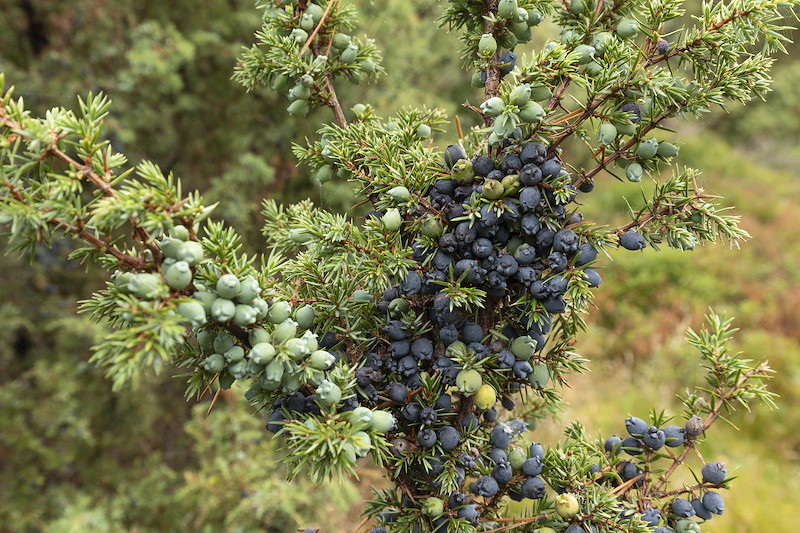 Juniper berries (Juniperus communis), Glenfeshie, Cairngorms National Park, Scotland, August