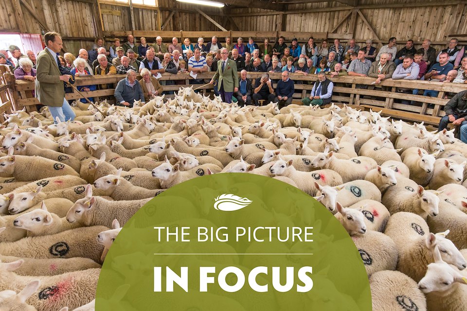 What’s a sheep worth?