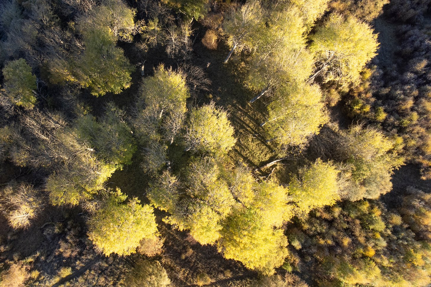 Aerial view of aspen (Populus tremula) stand in early autumn, Insh Marshes, Badenoch, Scotland, October 2023
