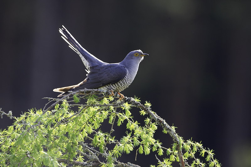 Cuckoo (Cuculus canorus) adult male perched on larch in spring. Scotland.