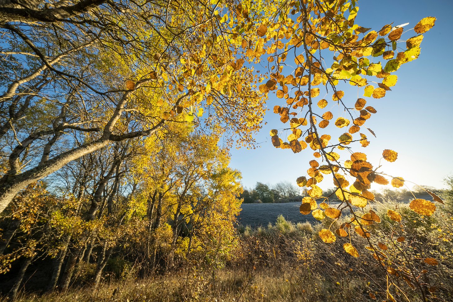 Aspen, Populus tremula, stand in autumn displaying bright yellow foliage, Insh Marshes, Cairngorms National Park