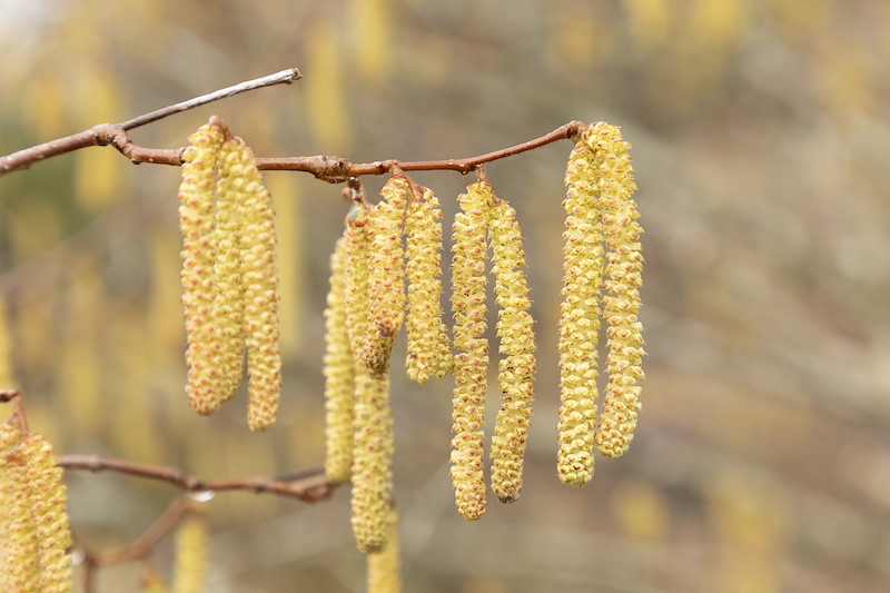 Hazel catkins (Corylus avellana) close-up, Scotland, February