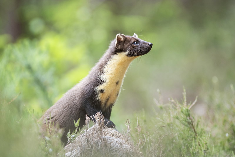 Pine marten in daylight