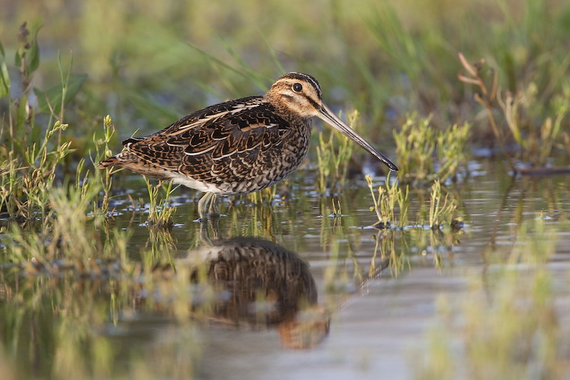 Snipe (Gallinago gallinago) adult in wetland habitat. UK. July