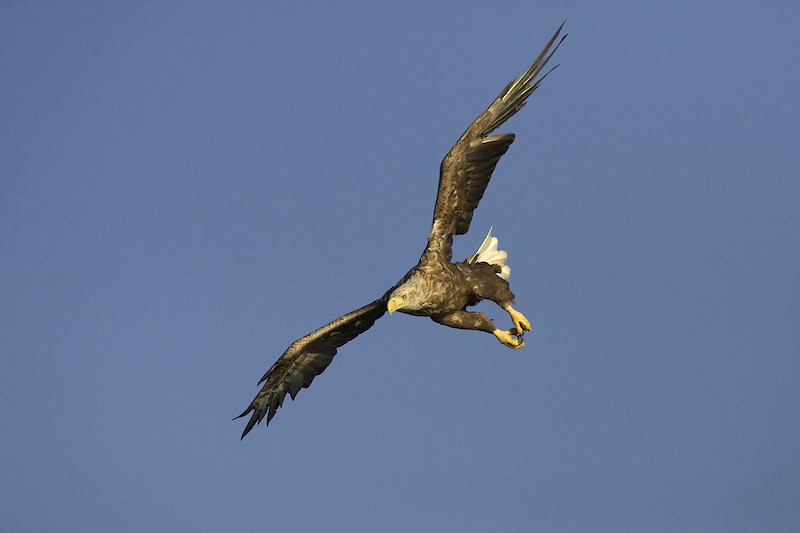 Sea eagle (Haliaeetus albicilla) adult stooping to catch fish in sea, Flatanger, Norway.