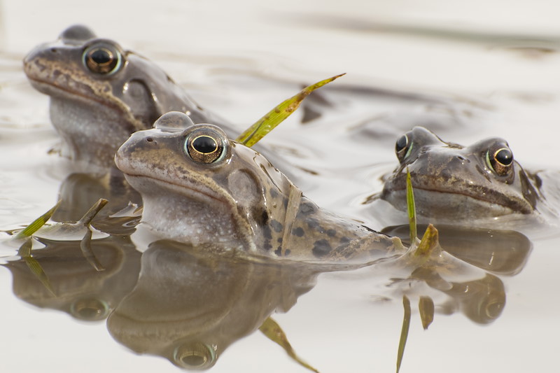 Pond of frogs; early afternoon; clear with slight cloud; 17.03.2011