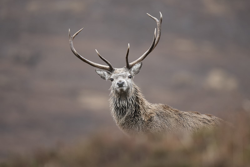Red deer (Cervus elaphus) peering over hillside, Alladale, Scotland.