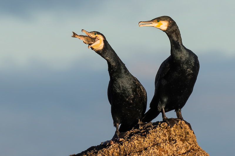 Cormorant (Phalacrocorax carbo) eating fish.The Black Isle, Scotland, January 2021