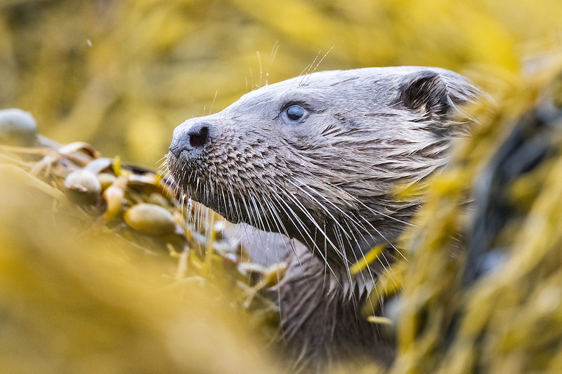 European otter (Lutra lutra) amongst bladderwrack.Isle of Mull, Scotland, September 2021