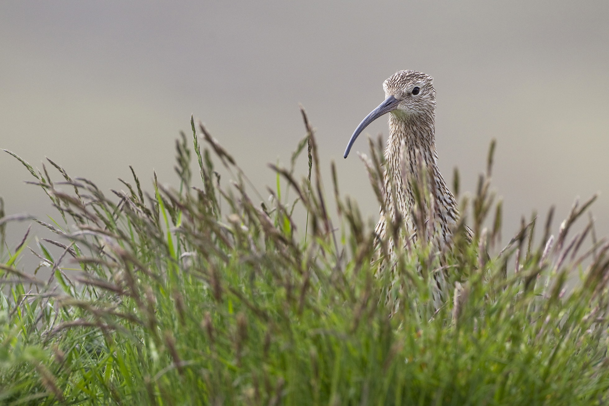 NRN PARTNER: West Moss-side Organic Farm