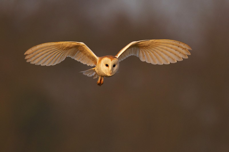 Barn Owl
(Tyto alba)
hunting
UK