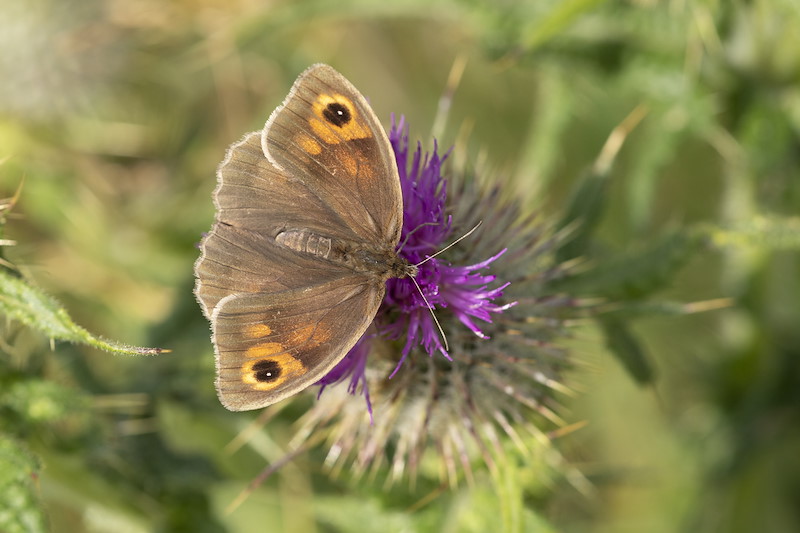 Meadow brown, Maniola jurtina, feeding on thistle flower, Lumphinnans Farm, Cowdenbeath