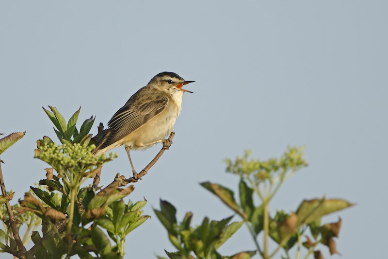 Sedge Warbler Acrocephalus schoenobaenus in song Rutland Water spring