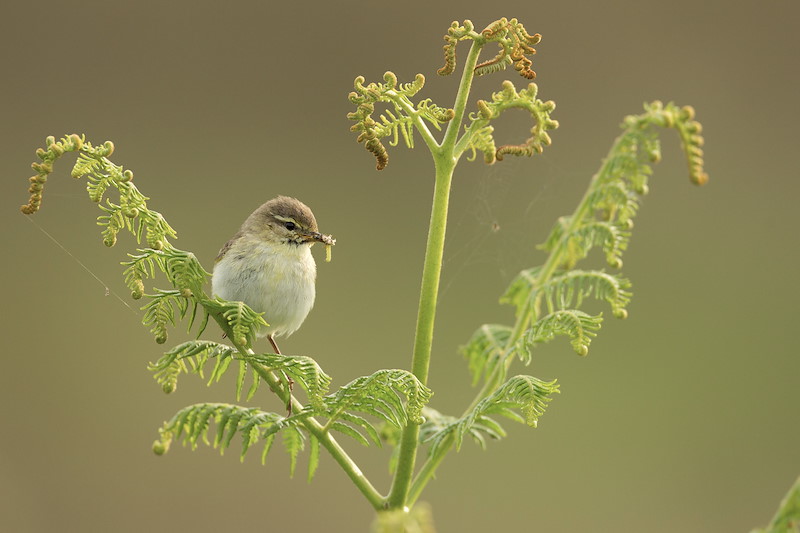Willow warbler, Phylloscopus trochilus, perhed on fern with prey in beak, Murlough Nature Reserve, Northern Ireland, June