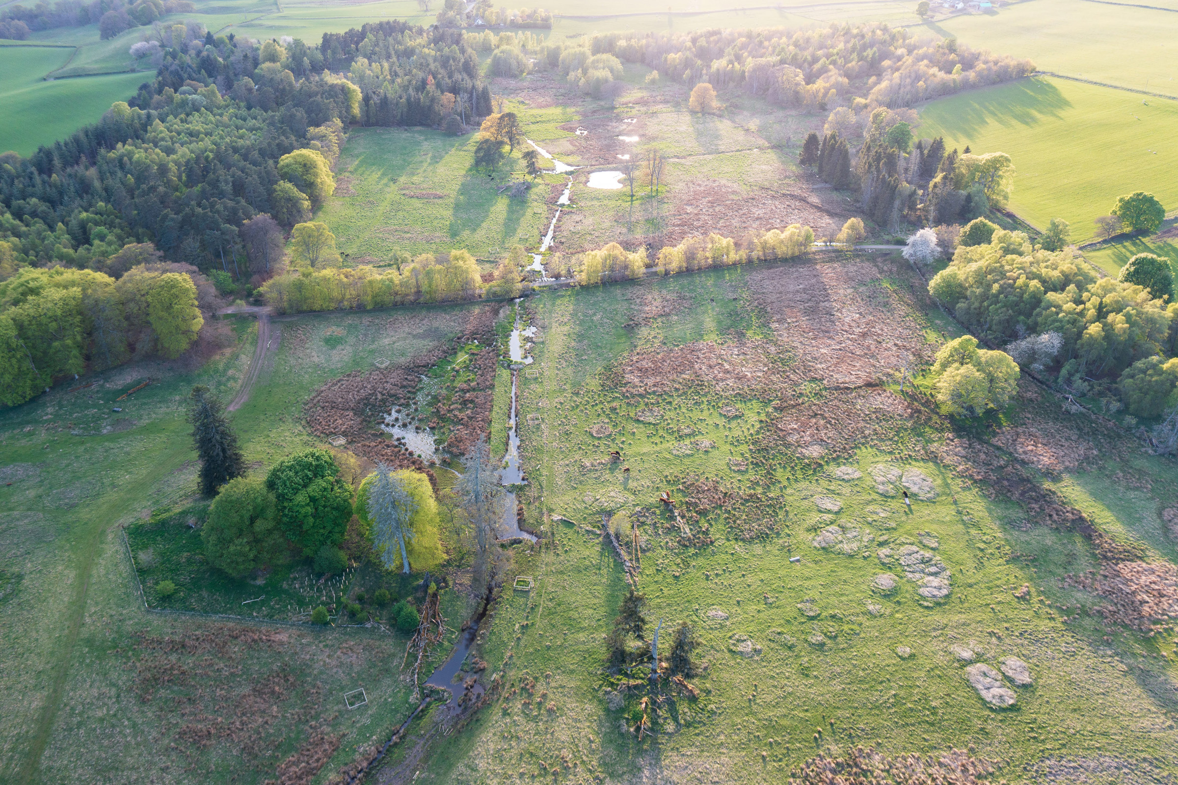 Image illustrating Bamff pioneers new approach to nature conservation in Scotland