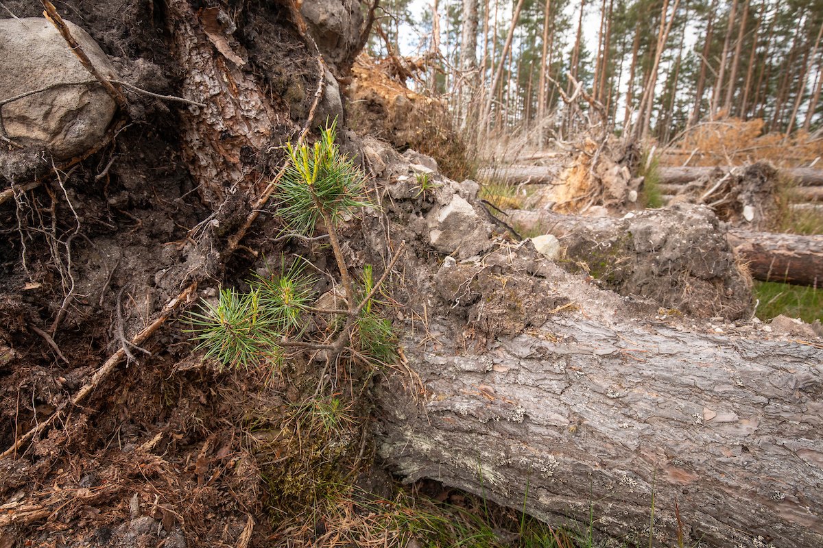 Scots pine sapling, Pinus sylvestris, growing from the trunk of a wind blown pine, Moormore, Rothiemurchus, Cairngorms National Park, Scotland, June 2025