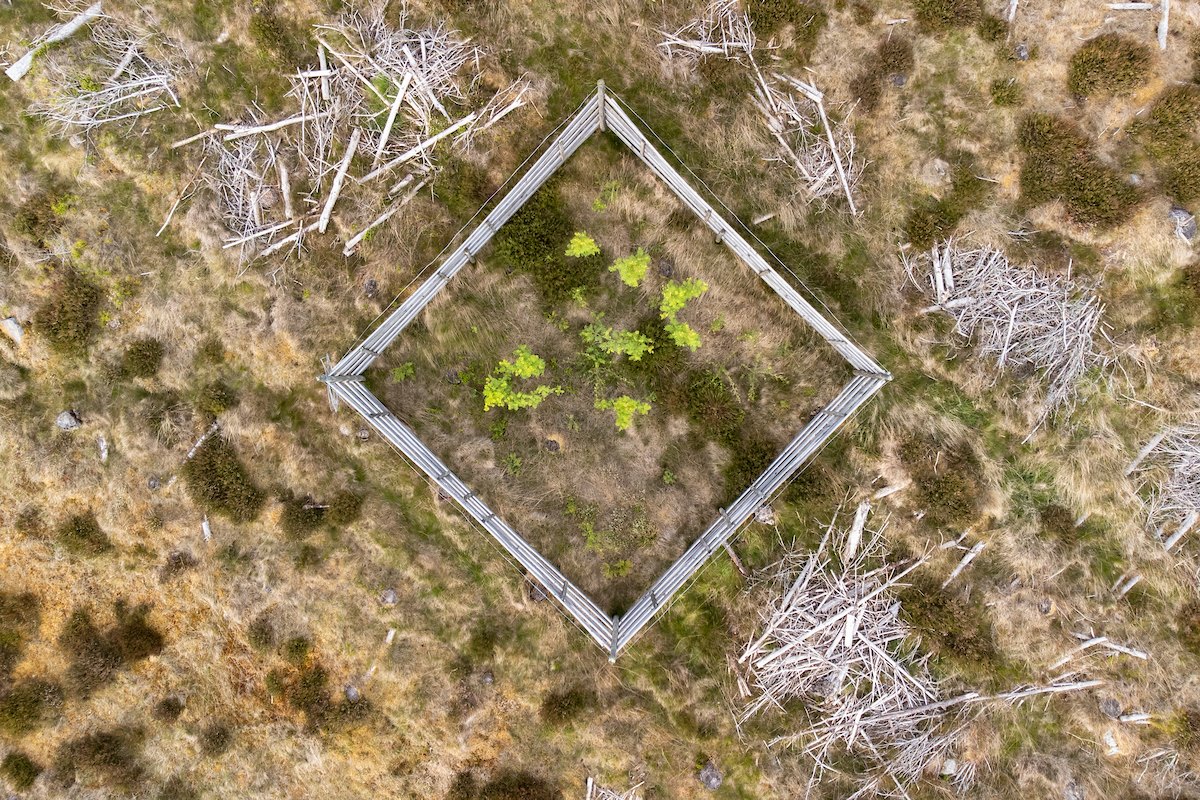 Aerial plan view of a seed island on a area of clearfell, Moormore, Rothiemurchus, Cairngorms National Park, Scotland, June 2025 (Taken from a drone)
