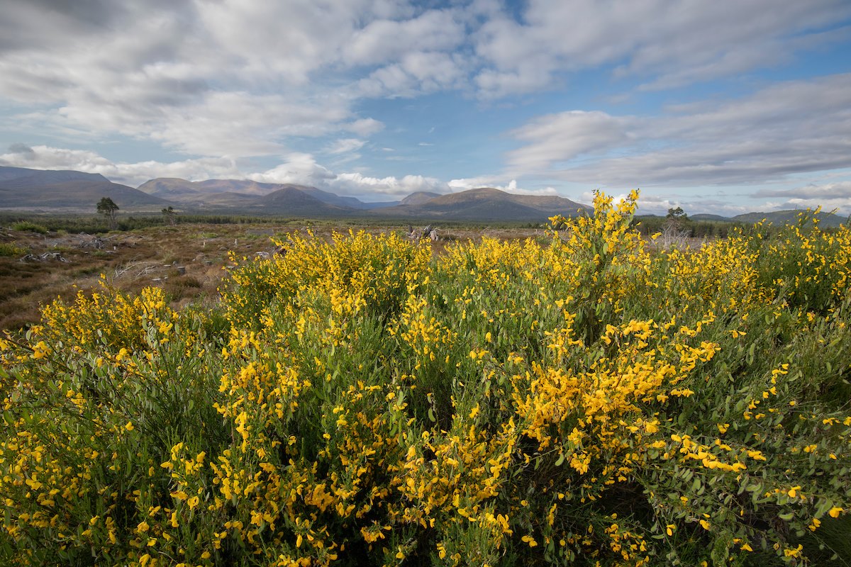 Flowering broom, Cytisus scoparius, on edge of clearfell plantation, Moormore, Rothiemurchus, Cairngorms National Park, Scotland, June 2025