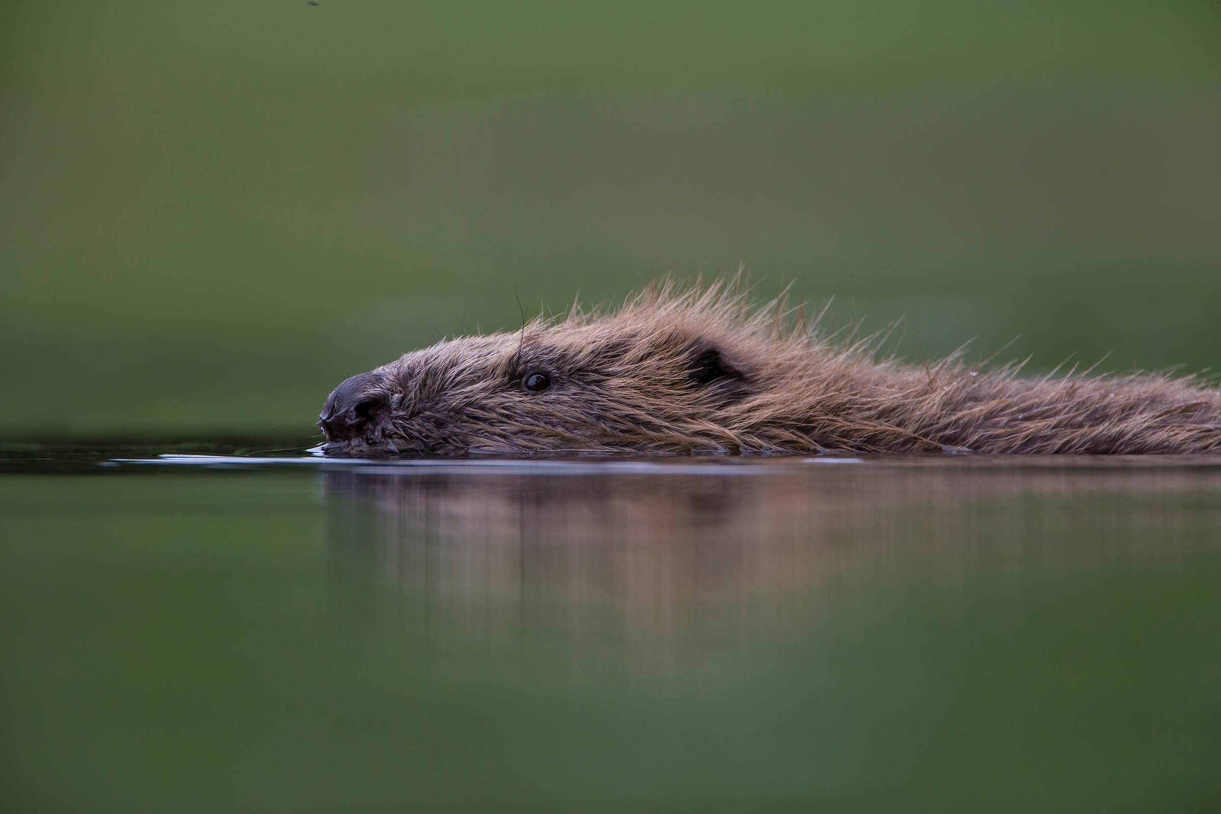 Image illustrating Beauly beaver releases approved