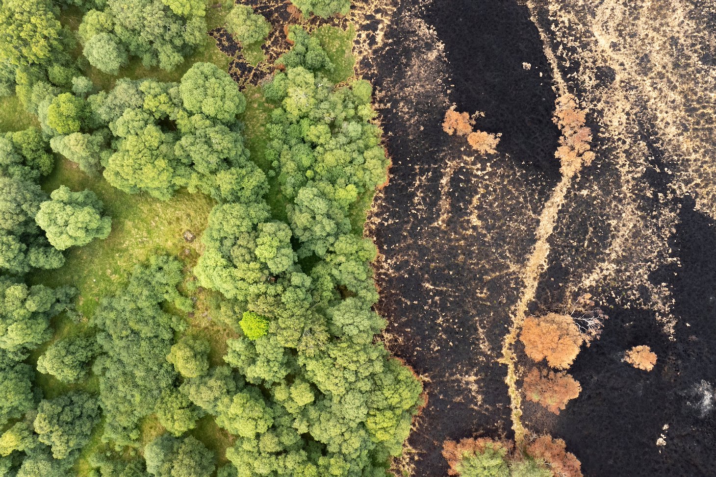 Broadleaf woodland that formed a natural firebreak to an uncontrolled wild fire in July 2025. The fire swept across more than 10,000 hectares of heather moorland, peatland and woodland between Carrbridge and Nairn and was the largest in Scottish history.