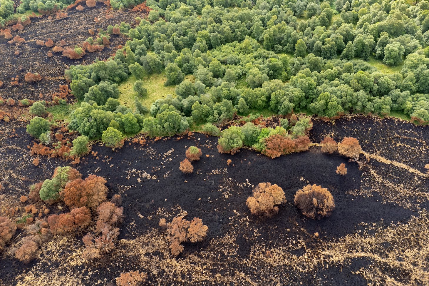 Broadleaf woodland that formed a natural firebreak to an uncontrolled wild fire in July 2025. The fire swept across more than 10,000 hectares of heather moorland, peatland and woodland between Carrbridge and Nairn and was the largest in Scottish history.