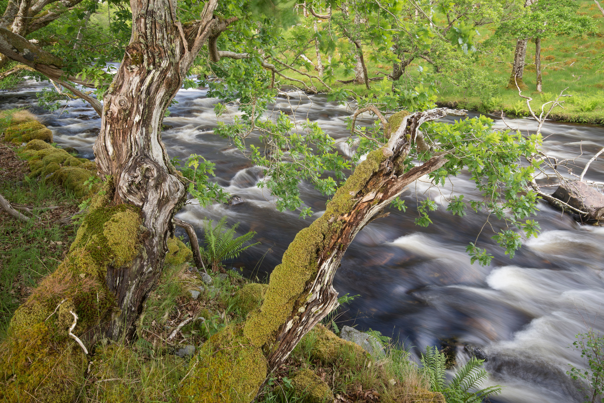 Image illustrating Transforming Scotland’s Rivers: 11 Riverwoods Development Grants Awarded