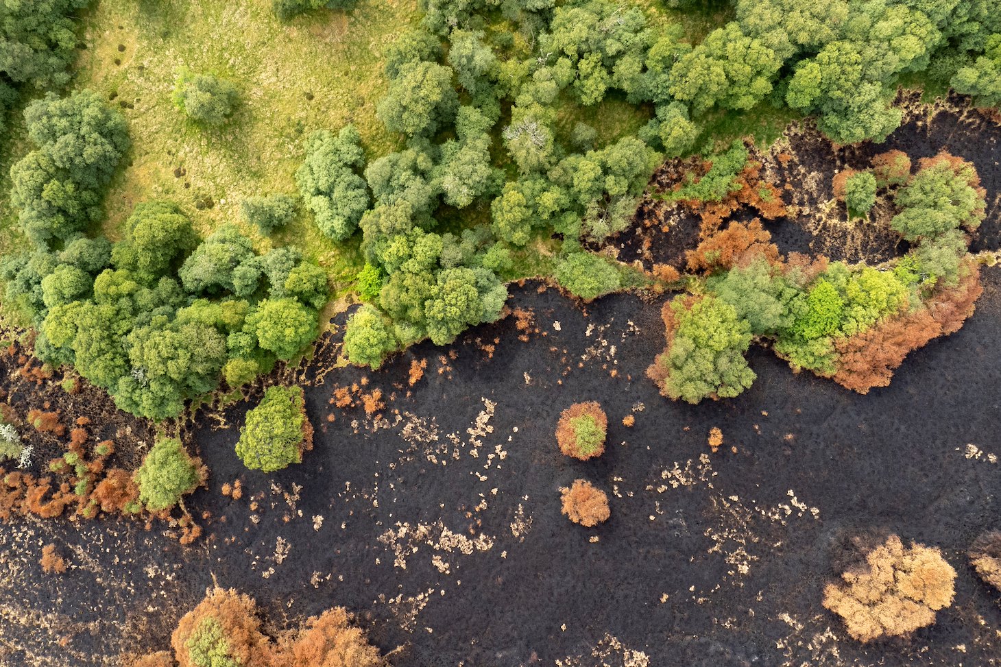 Broadleaf woodland that formed a natural firebreak to an uncontrolled wild fire in July 2025. The fire swept across more than 10,000 hectares of heather moorland, peatland and woodland between Carrbridge and Nairn and was the largest in Scottish history.