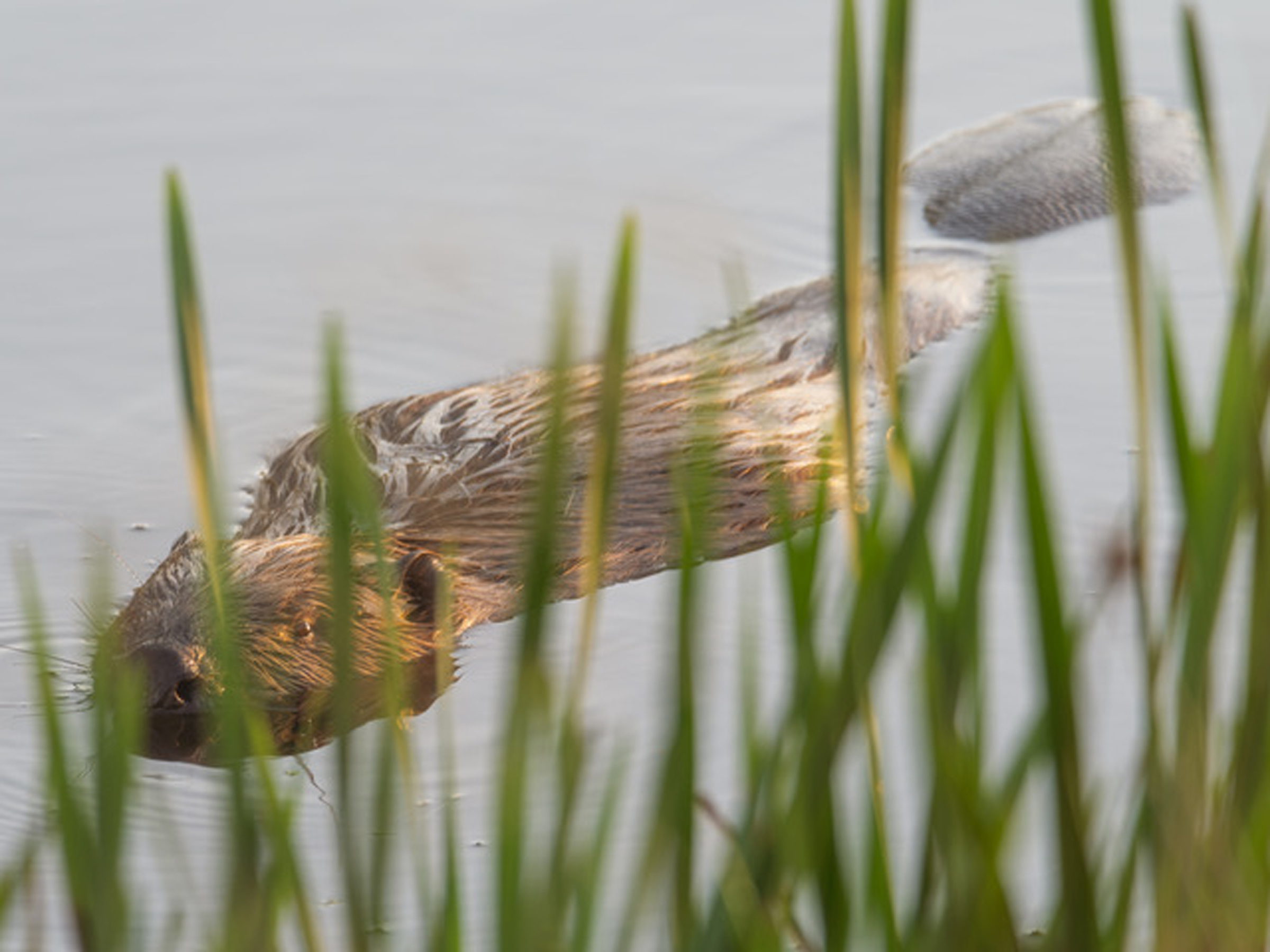 Image illustrating Beavers to take centre stage in new installation at Sound Festival