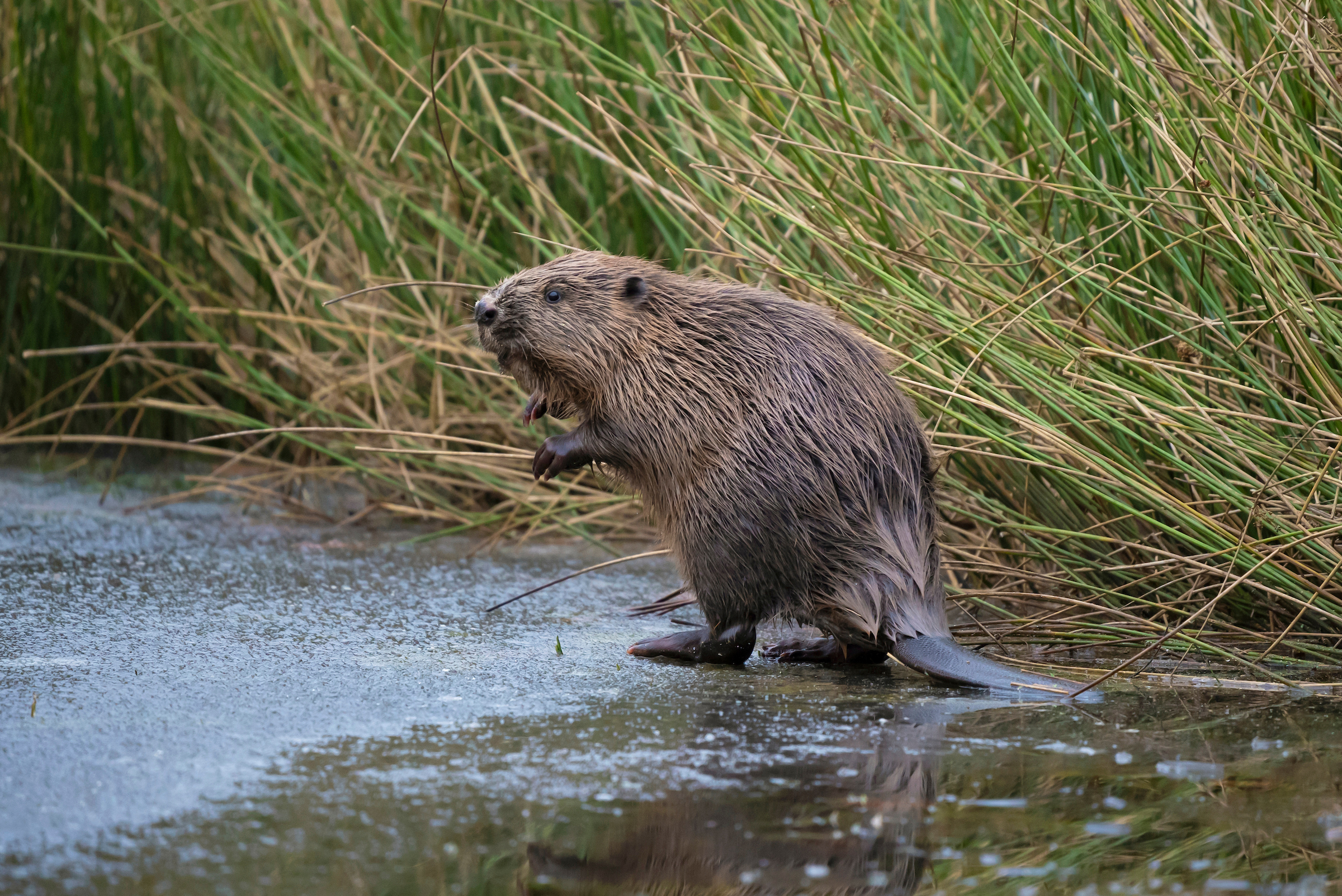 Image illustrating Lochaber prepares for beavers with lessons from Speyside