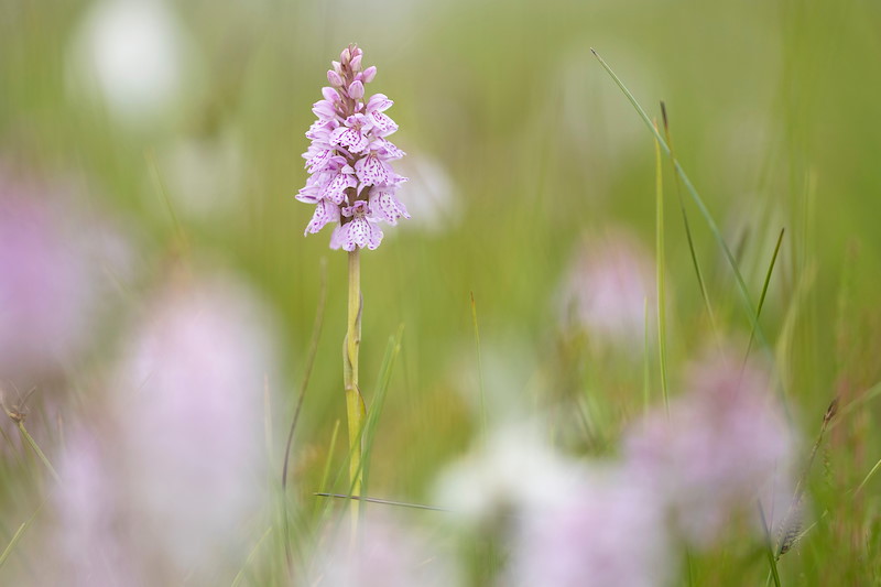 Heath spotted orchid, Dactylorhiza maculata, Overscaig, Sutherland