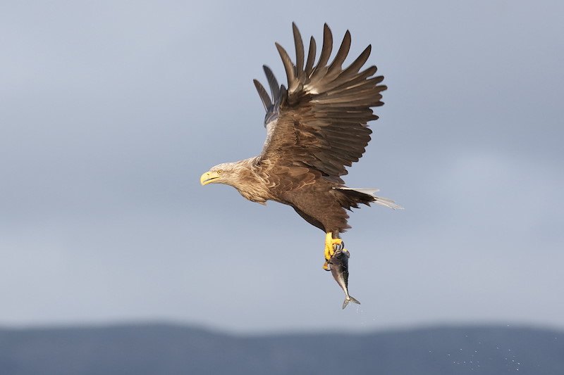 White tailed eagle Haliaeetus albicilla adult in flight with fish