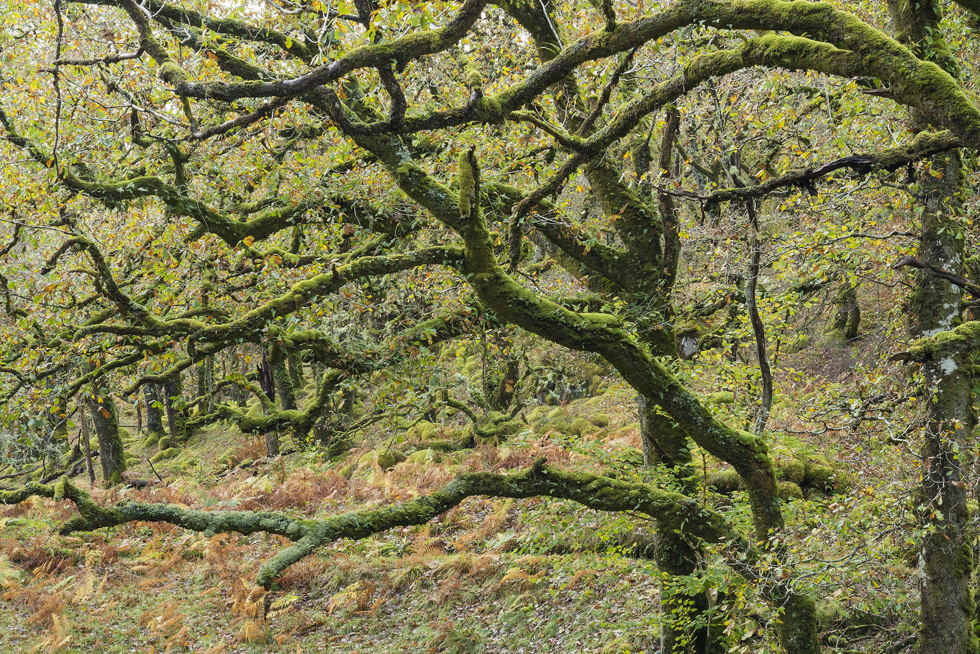 NRN PARTNER: Ferry Wood