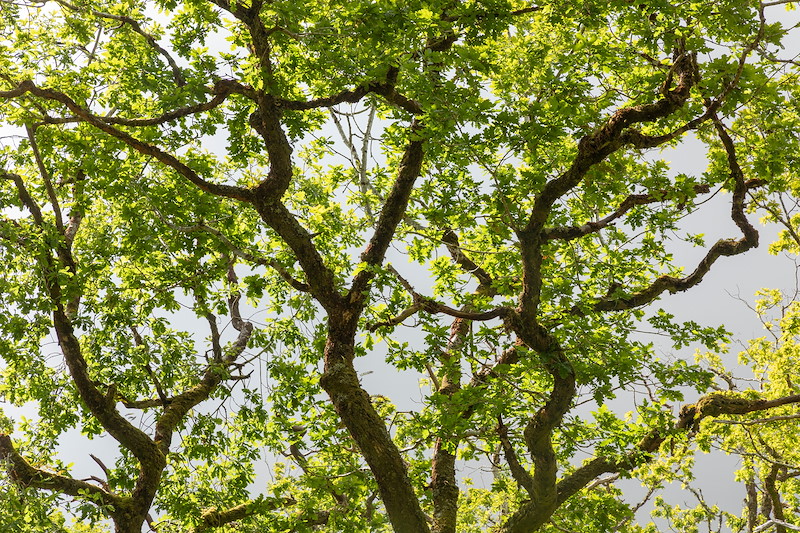 Oak woodland in spring, Ariundle Oakwood National Nature Reserve, Strontian, Lochaber, Scotland, May 2025