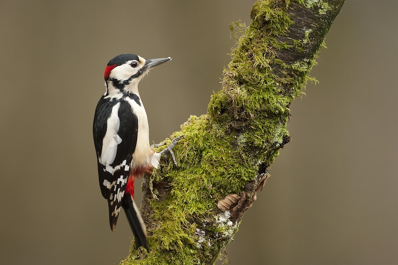 Great spotted woodpecker (Dendrocopos major) in woodland setting, Scotland, UK