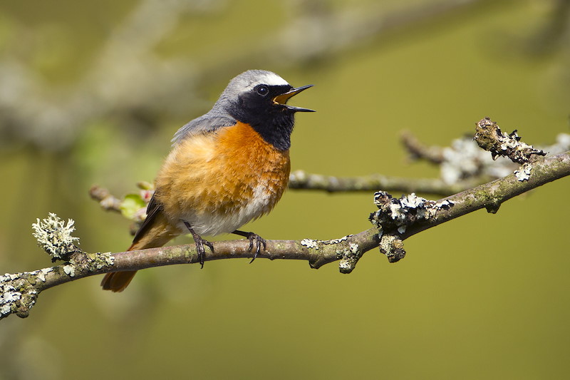 Redstart (Phoenicurus phoenicurus) adult male singing