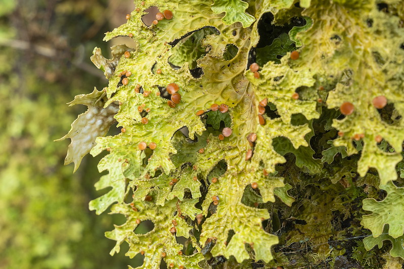 Tree Lungwort (Lobaria Pulmonaria) found at Ariundle Oakwood in autumn, Ardnamurchan. One of the best examples of temperate atlantic rainforest in Scotland.