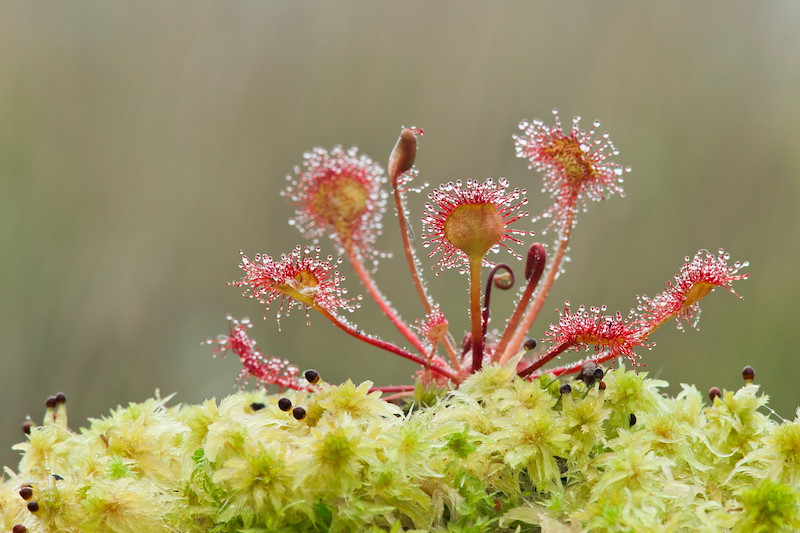 Sundew (Drosera rotundifolia), Westhay SWT reserve, Somerset Levels, Somerset, England, UK