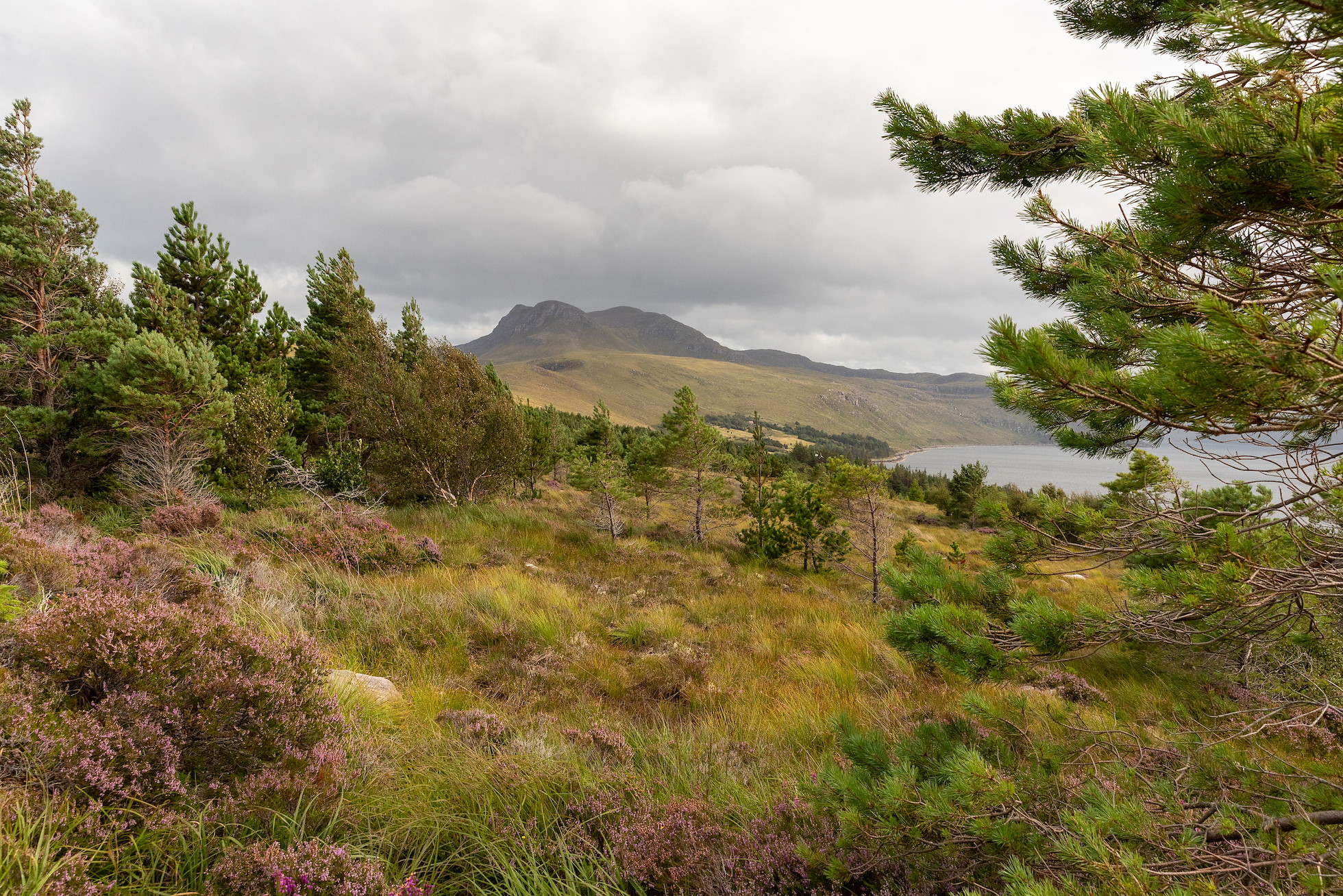 NRN PARTNER: Scoraig Common Grazings