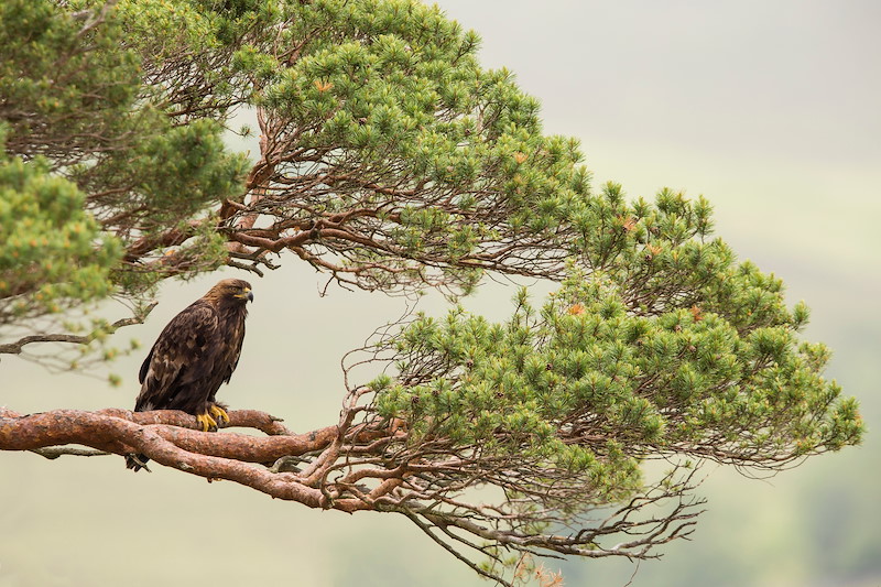 Golden Eagle (Aquila chrysaetos) perched in pine tree, Lochaber, Scotland