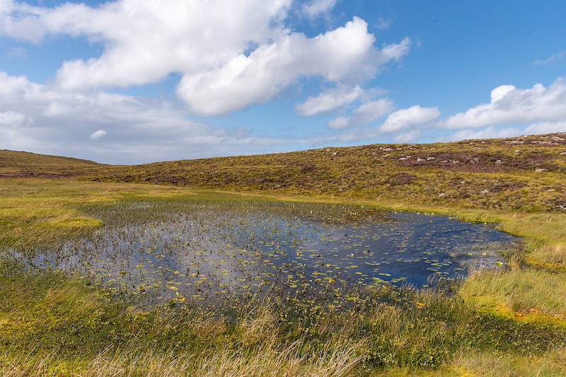 Lily lochan, Scoraig pensinsula