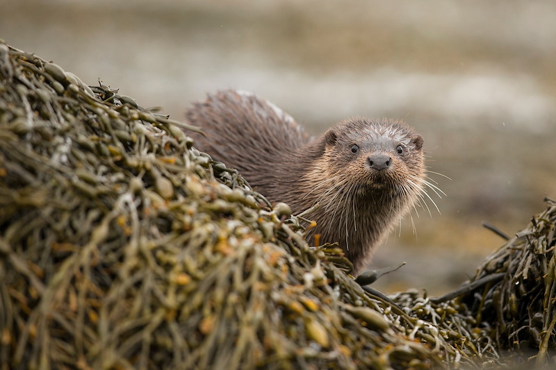 European Otter (Lutra lutra) amongst kelp covered rocks on coast