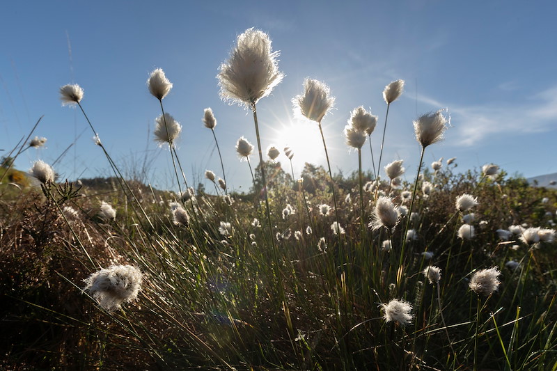 Cotton grass in flower on a wet heath, Torlundy Farm, Lochaber, Scotland, May 2025
