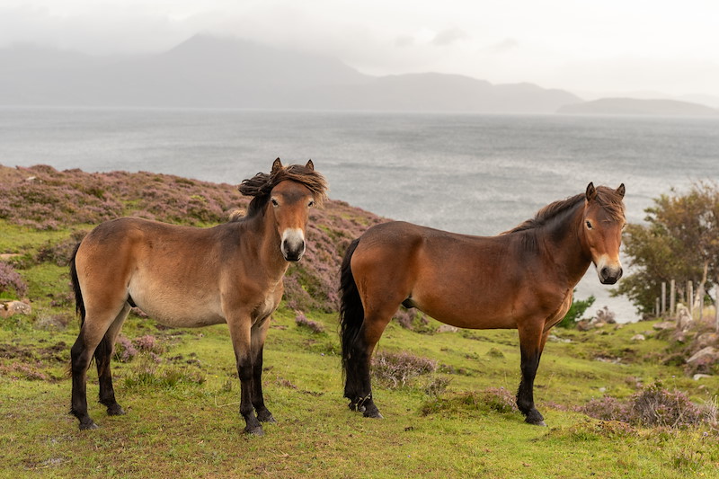 Exmoor ponies, Scoraig pensinsula