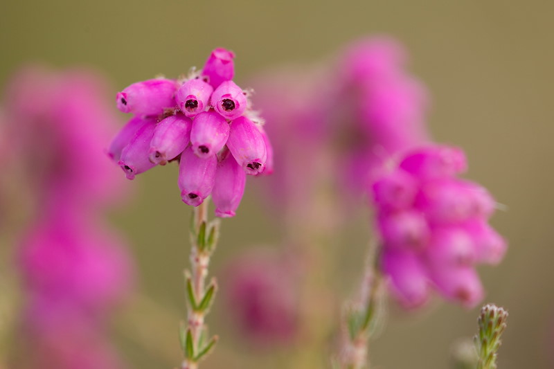 Close-up of Bell heather Erica cinerea, Flow Country, Scotland, June
