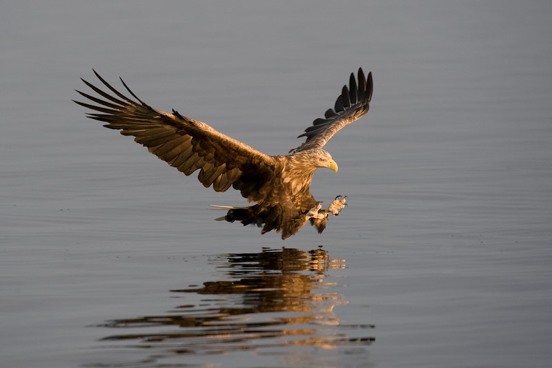White-tailed eagle Haliaeetus albicilla adult in flight hunting fish.
