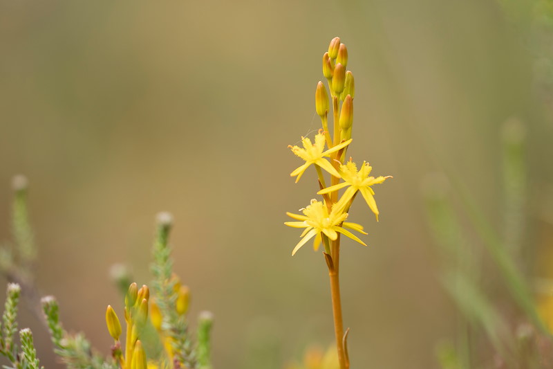 Bog asphodel, Narthecium ossifragum, in flower on wet upland heath, Tombane, Logerait, Perthshire