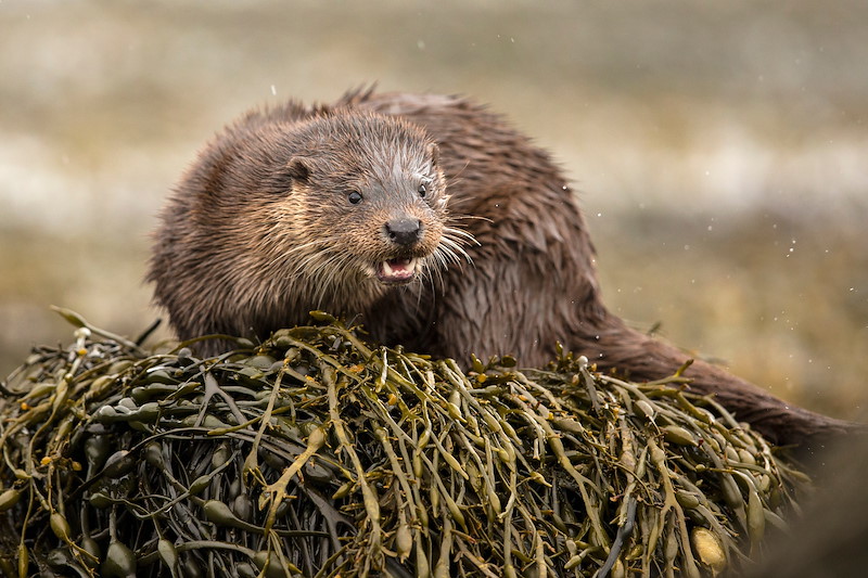 European Otter Lutra lutra, amongst kelp on shore, Scotland