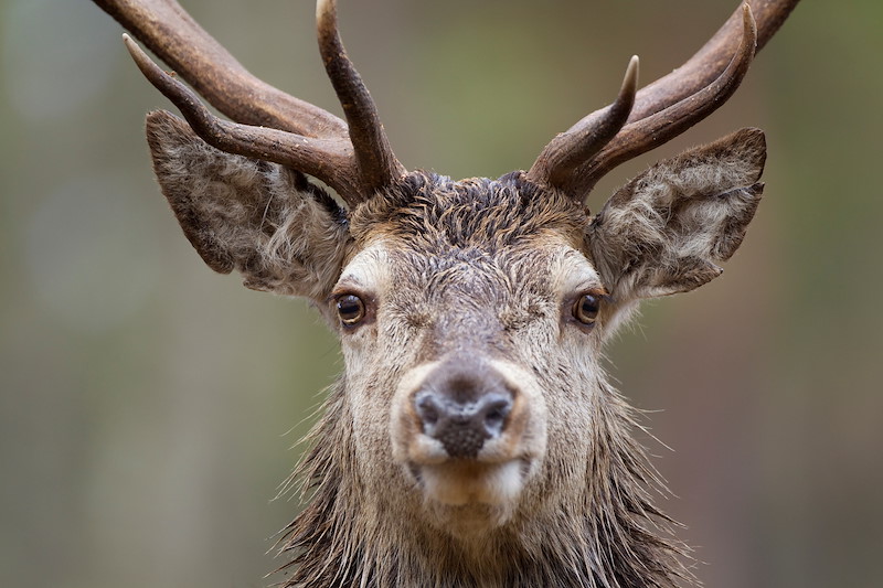 Red deer (Cervus elaphus) in pine forest, Scotland..
