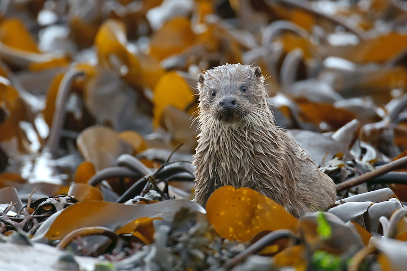 European otter (Lutra lutra) well-grown cub about 6 months old among kelp on sea shore. Shetland Isles. October 2010.